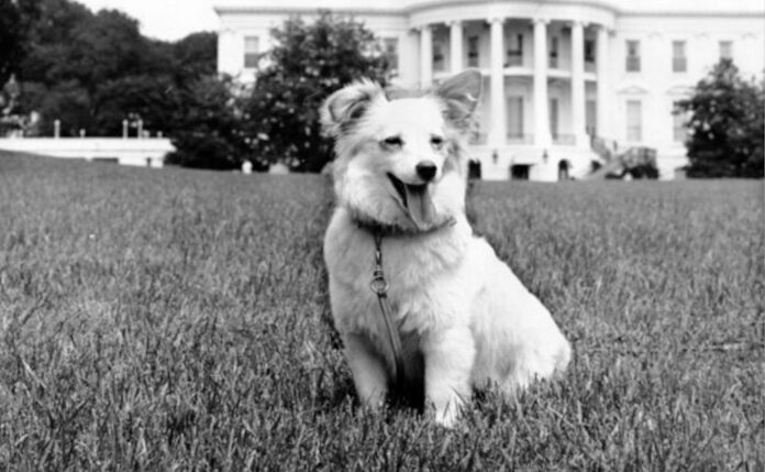 The Soviet Space Dog Project Canine Voting Made Simple